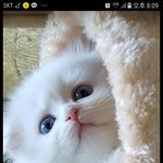 [고양이] 내게너무이쁜<b>미미</b>