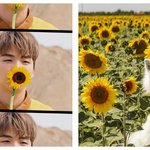 [강다니엘] 해바라기 멈무 (υ·•︠ܫ•︡ υ)
