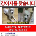 강아지를 찾습니다(<b>평택</b>)