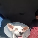 [강아지] 레오네)<b>노아</b> 퇴원했습니다