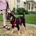 [강아지] 미국에 살고있는 새끼 블랙탄 진돗개 코비라개!