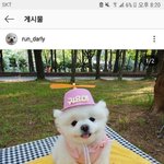 강아지 <b>견종</b> 뭐야??