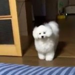 [추반] 얘두라 낼 추반좀