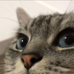 [드루와] 진짜 고양이 조카키우고싶어 <b>X발</b>