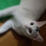 [고양이] 너네집 새끼들 자랑 해줘