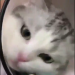 [EXO] 귀여운거 좋아하는 애들 보삼