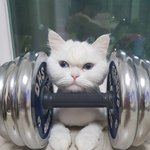 [고양이] 나는 열한살 할배 고양이 싼쵸옹 39