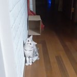 [드루와] <b>울집</b> 고양이 이 자세 ㄹㅇ 인형같음