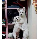 [모두드루와] 댕댕이 두마리를 같이 혼냈더니..