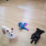 [강아지] <b>노아</b>와 건우소식 입니다