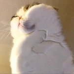 내가 그정도로 <b>납작</b> 해...?ㅠㅠ
