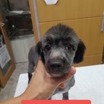 [강아지] 푸들<b>믹스</b> 남아