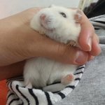 [드루와] 이거봐 우리 <b>햄찌</b> 짱귀엽지ㅠㅠ