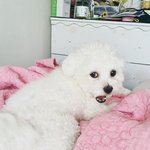 [강아지] 세젤귀 강아지들 보러오세요(심쿵주의)