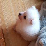 울집 <b>강쥐</b> 보고가!
