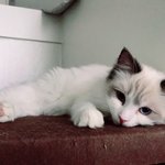 [고양이] 뭉치치 토토리 - 3탄!