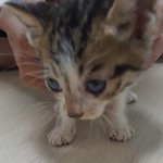[고양이] 6주된 귀연 냥이들 가족이 되어 주세요~~~