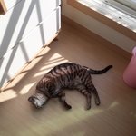 [드루와] 울 <b>고앵이</b> 일광욕중