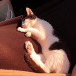 [고양이] 순시스터즈에 육아일기(2)