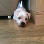 2019.08.17 12시05분 아리야 안녕