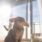 냥이 털 절대로 버리지 않는 <b>집사</b>