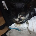 [고양이] [짜장이] 집사간택이라고 쓰기엔 험난했던 구조일기