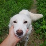 [강아지] 풀숲에 7남매와 버려진 <b>어미</b>