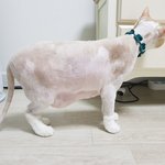 [고양이] 나는 열한살 할배 고양이 싼쵸옹 40