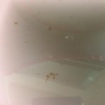 [꼭조언부탁] 곰팡이쏙 ㅂ?
