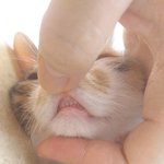 [고양이] 우리 <b>야옹</b>이 세상 귀여운 앞니 보러와 !