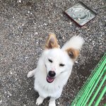 [강아지] 항상 웃어주는 코찡이 :3 넘나 오랜만!