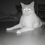 나의 동거묘 <b>도칠</b>이의 여름밤