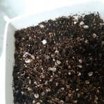 얘들아 나 화분에서 버섯 <b>재배</b>함