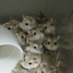 [엑스원] 엑스원 각각 비쥬얼 특징? 써봄