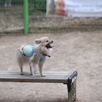 [강아지] 깨방정 포메랑 ~애견카페가봤습니다.