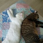 [고양이] 나는 열한살 할배 고양이 싼쵸옹 41