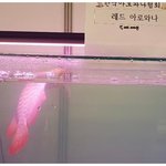 [모두드루와] <b>관상어</b> 박람회 근황