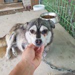 [강아지] <b>어미</b>와 남매