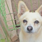 <b>단오</b>/믹스/남아/2살 * <b>단오</b>는 새하얗고 짧은 털을 가진 아이입니다...