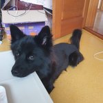 [강아지] 각도 좀 아는 갱얼쥐 <b>복돌</b>