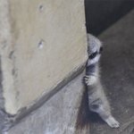 꺅 소리 나오는 아가 <b>미어캣</b>