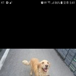 [강아지] 리트리버 아이들 가족이 되어주세요