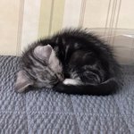 [동물사랑방] (추가)초보<b>집사</b>입니다 냥이가 밥을 안먹고 닭고기만...