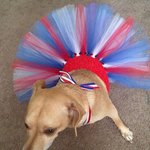 <b>튀튀</b> 입은 사랑스러운 동물들