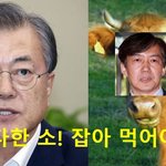 [사람동물원] [정치<b>내전</b>004] 문재인대통령! 일다한 소는 잡아...