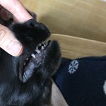 [강아지] 부정<b>교합</b>이 있어 더욱 매력적인 덕팔이에요 (3탄)