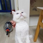 [고양이] 나는 열한살 할배 고양이 싼쵸옹 43 [끝]