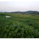 [개깊은빡침] 시청직원 무력행사로 심장쇼크 피해자 발생..헐.....