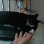 [고양이] 사무실악독한주인29-엄마는초보<b>집사</b>