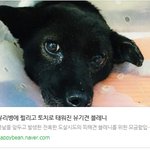 [강아지] 유리병에 찔리고 토치로 태워진 블레니가 떠났다고 합니다
